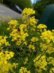 Cheilosia