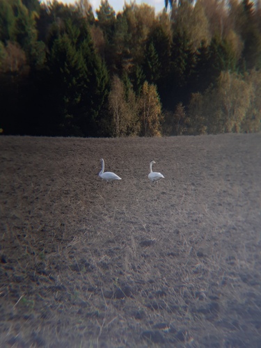 Whooper Swan