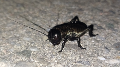 European Field Cricket