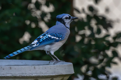 Blue Jay