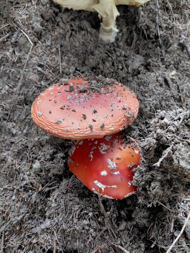 Fly Agaric
