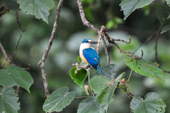 Todiramphus recurvirostris