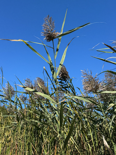 common reed