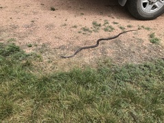 Masticophis taeniatus girardi