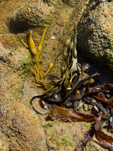 Knotted Wrack