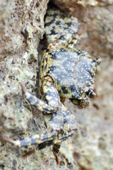 Grapsus tenuicrustatus