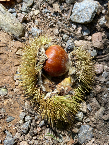 Sweet Chestnut
