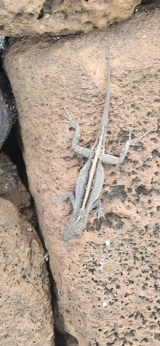 Anolis sagrei observed 2026-09-22