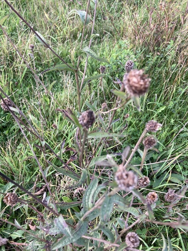Centaurea nigra, photograph 4
