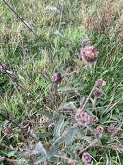 author not stated, no rights reserved Centaurea nigra, photograph author not stated, no rights reserved