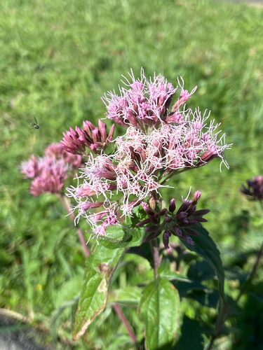 hemp agrimony