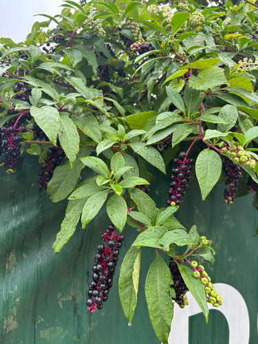 American pokeweed