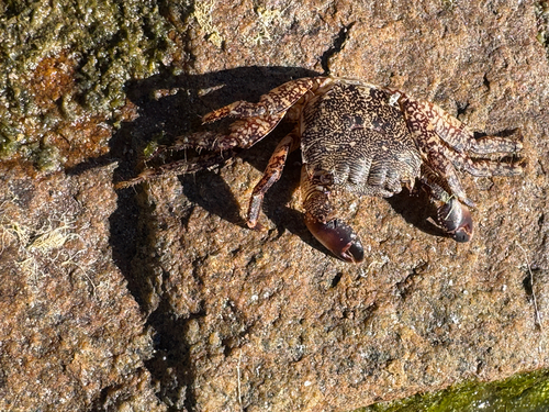 Marbled Crab