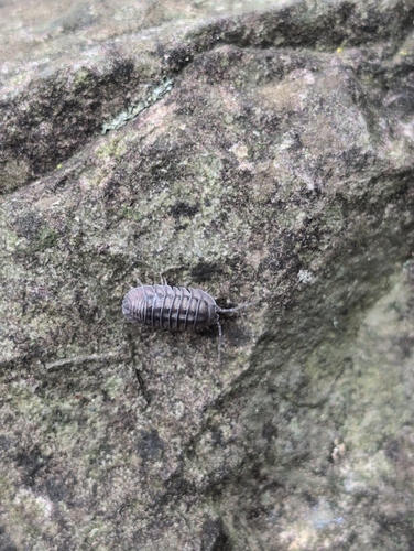 Nosy Pill Woodlouse