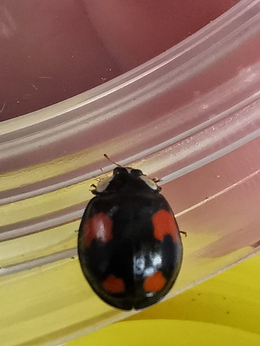 Asian Lady Beetle