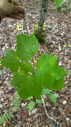 striped maple