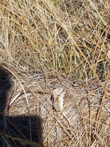 Great Banded Grayling