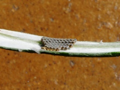 Trissolcus