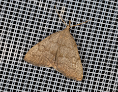 Pechipogo strigilata