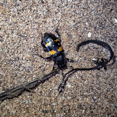 Tomentose Burying Beetle