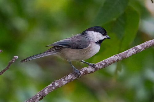 Carolina Chickadee