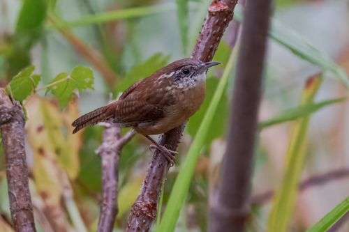 Carolina Wren