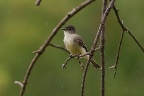 Eastern Phoebe
