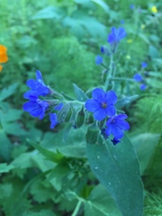 Pulmonaria mollis