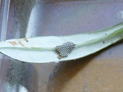 Trissolcus