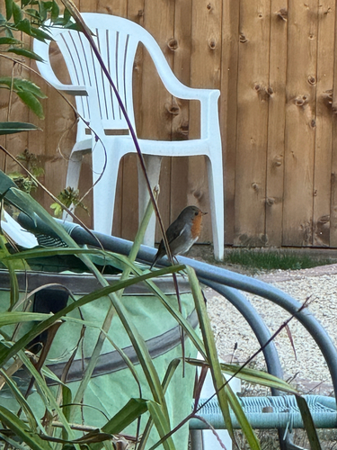 European Robin