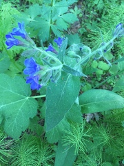 Pulmonaria mollis