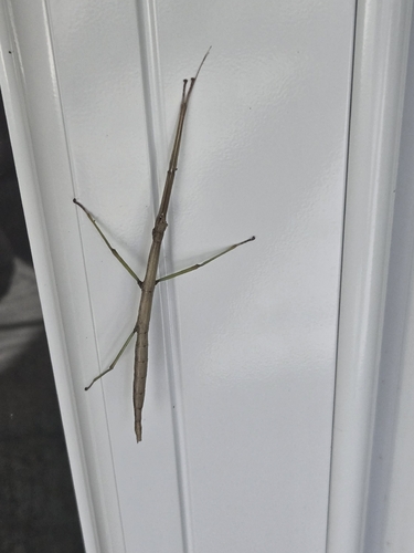 Northern Walkingstick