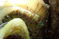 Tridacna noae