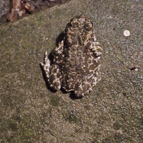 Green Toad