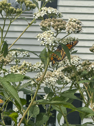Monarch