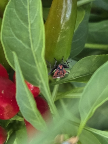Indian Milkweed Bug