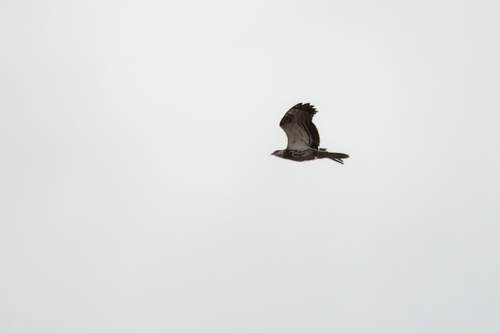 European Honey-buzzard