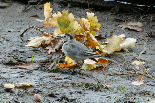 White Wagtail
