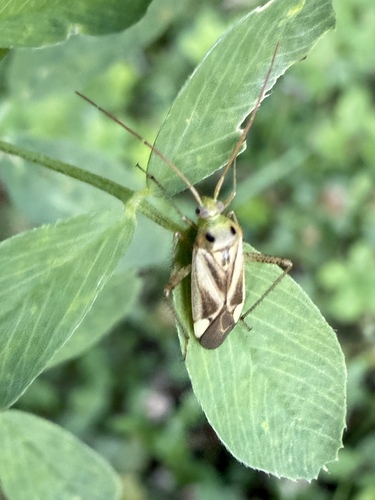 Alfalfa Plant Bug