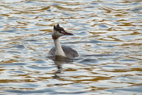 Great Crested Grebe