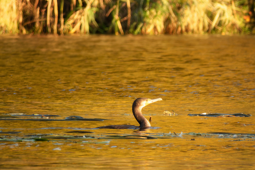 Great Cormorant