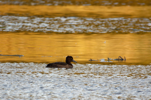 Tufted Duck