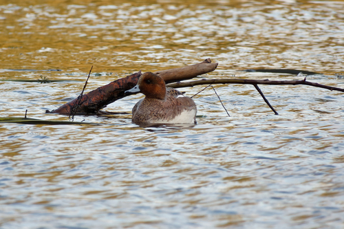 Eurasian Wigeon