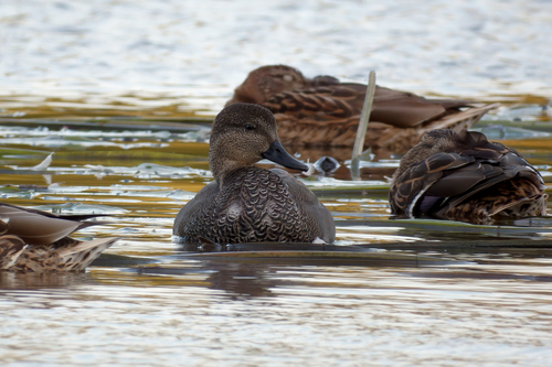 Gadwall