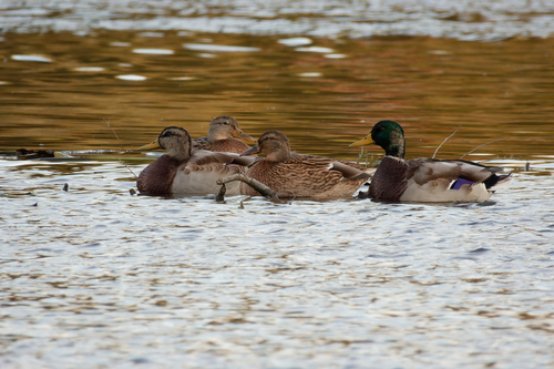 Mallard