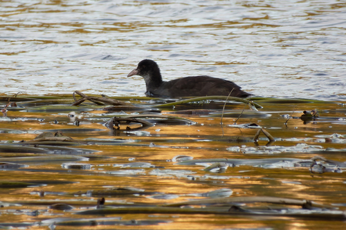 Eurasian Coot