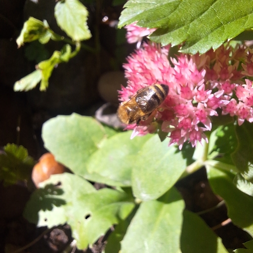 Western Honey Bee