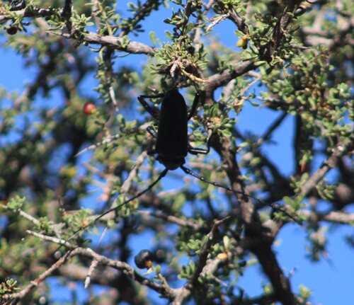 Solitary Black Bycid