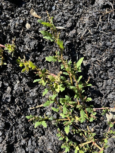 oak-leaved goosefoot