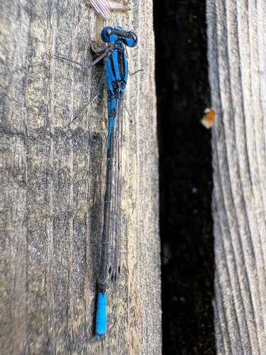 Azure Bluet